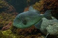 The Grey triggerfish Balistes capriscus. Royalty Free Stock Photo