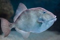 Grey triggerfish Balistes capriscus. Royalty Free Stock Photo