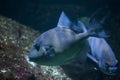 Grey triggerfish Balistes capriscus. Royalty Free Stock Photo