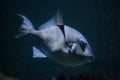 Grey triggerfish Balistes capriscus. Royalty Free Stock Photo