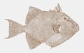 Grey triggerfish, a ray-finned fish from the atlantic ocean in side view Royalty Free Stock Photo