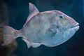 Grey triggerfish (Balistes capriscus). Royalty Free Stock Photo