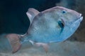 Grey triggerfish (Balistes capriscus). Royalty Free Stock Photo