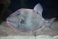 Grey triggerfish (Balistes capriscus). Royalty Free Stock Photo