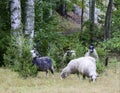 Grey Troender sheep grazing