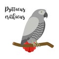 Grey tropical psittacus erithacus parrot bird Royalty Free Stock Photo