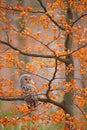 Grey Ural Owl, Strix uralensis, sitting on tree branch, at orange leaves oak autumn forest, bird in the nature habitat, France