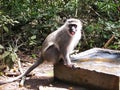 Grey Vervet Monkey at Monkeyland on Garden Route, South Africa Royalty Free Stock Photo