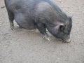 Vietnamese potbellied pig Royalty Free Stock Photo