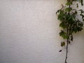 Gray old concrete wall and plant leaves green abstract background Royalty Free Stock Photo