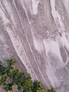 Gray old concrete wall and plant leaves green abstract background Royalty Free Stock Photo