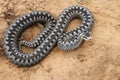 Grey viper or adder venomous snake in attacking or defencive pose rolled in knit on brown spring soil Royalty Free Stock Photo