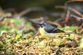 Grey wagtail.