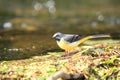 A grey wagtail.