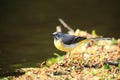 Grey wagtail.