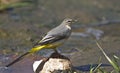 Grey Wagtail