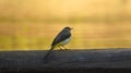 Grey Wagtail