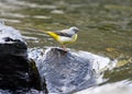 Grey Wagtail (Motacilla cinerea)