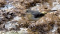 Grey Wagtail - Motacilla cinerea