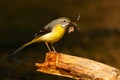 Grey wagtail, Motacilla cinerea, gray and yellow water bird with insect food in the bill, meat for young, animal in the nature