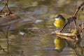 Grey Wagtail Motacilla cinerea with reflections Royalty Free Stock Photo