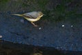 Grey Wagtail Motacilla cinerea