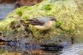 Grey Wagtail - Motacilla cinerea searching for food. Royalty Free Stock Photo