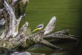 Grey wagtail (Motacilla cinerea) Royalty Free Stock Photo