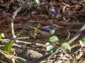 Grey wagtail, Motacilla cinerea. Urban nature, river, Scotland Royalty Free Stock Photo