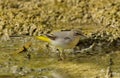 Grey Wagtail Motacilla cinerea