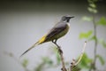 Grey wagtail (Motacilla cinerea).