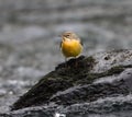 Grey wagtail perched on a rock in a serene stream, showcasing its vibrant yellow underbelly Royalty Free Stock Photo