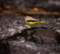 Grey wagtail perched on a rock in a serene stream, showcasing its vibrant yellow underbelly Royalty Free Stock Photo