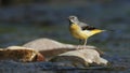 Grey Wagtail on the River