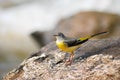 Grey Wagtail on the rock Royalty Free Stock Photo