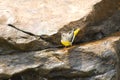 Grey Wagtail on the rock Royalty Free Stock Photo