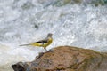 Grey Wagtail on the rock Royalty Free Stock Photo