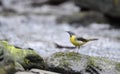 Grey Wagtail on a rock Royalty Free Stock Photo