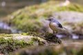 Grey wagtail on a rock, in the middle of a mountain river Royalty Free Stock Photo