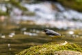 Grey wagtail on a rock, in the middle of a mountain river Royalty Free Stock Photo