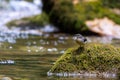 Grey wagtail on a rock, in the middle of a mountain river Royalty Free Stock Photo