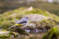 Grey wagtail on a rock, in the middle of a mountain river Royalty Free Stock Photo