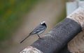 Grey wagtail sitting on the fence along the road Royalty Free Stock Photo