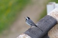 Grey wagtail sitting on the fence along the road Royalty Free Stock Photo