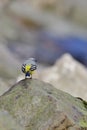 Grey wagtail Royalty Free Stock Photo