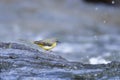 Grey wagtail Royalty Free Stock Photo