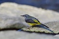 Grey wagtail Royalty Free Stock Photo