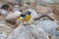 Grey wagtail standing on a rock Royalty Free Stock Photo