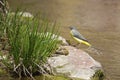 Grey Wagtail