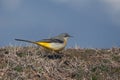 Grey wagtail walking Royalty Free Stock Photo
